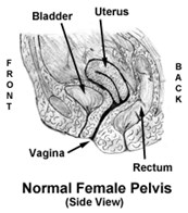 Normal Female Pelvis